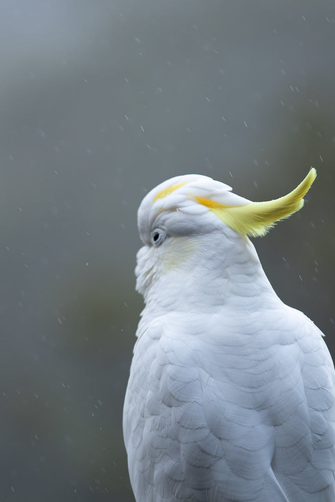 A Sulphur-crested cockatoo is shown from the side, with its head turned away from the camera. The bird is white with a bright yellow crest. It is raining, with visible raindrops in the background.