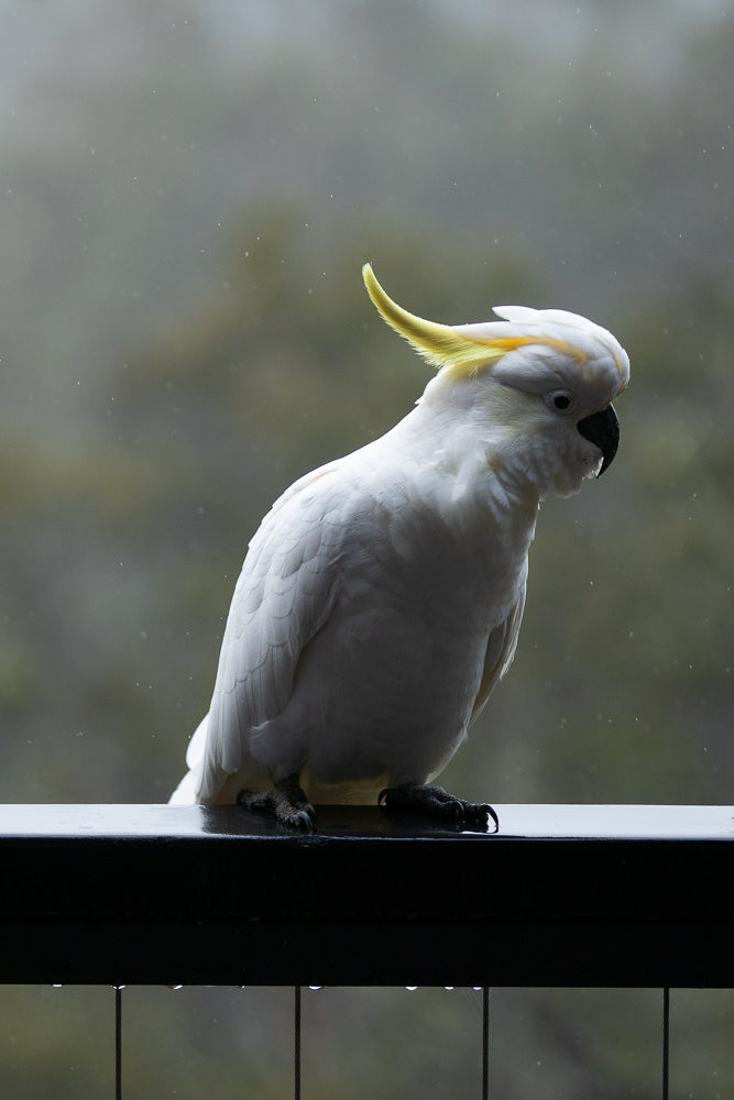 A white cockatoo with a yellow crest sits on a dark railing. It is raining, and small water droplets are visible on the railing and in the air.