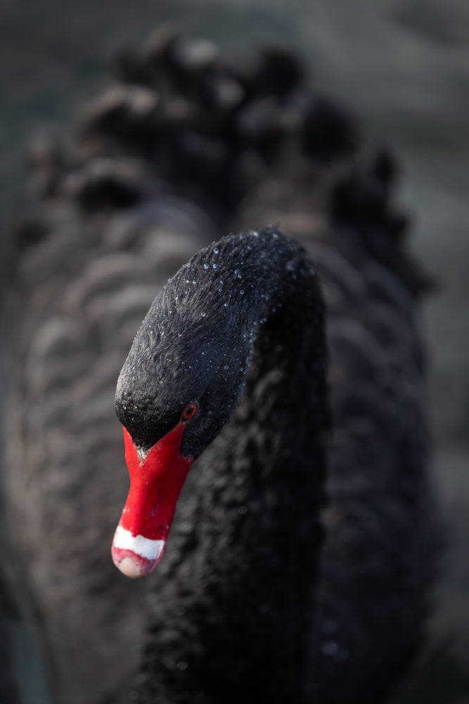 A close-up, shallow depth of field shot of a black swan's head and neck. The swan has a bright red beak with a white band near the tip. Water droplets are visible on its dark feathers.