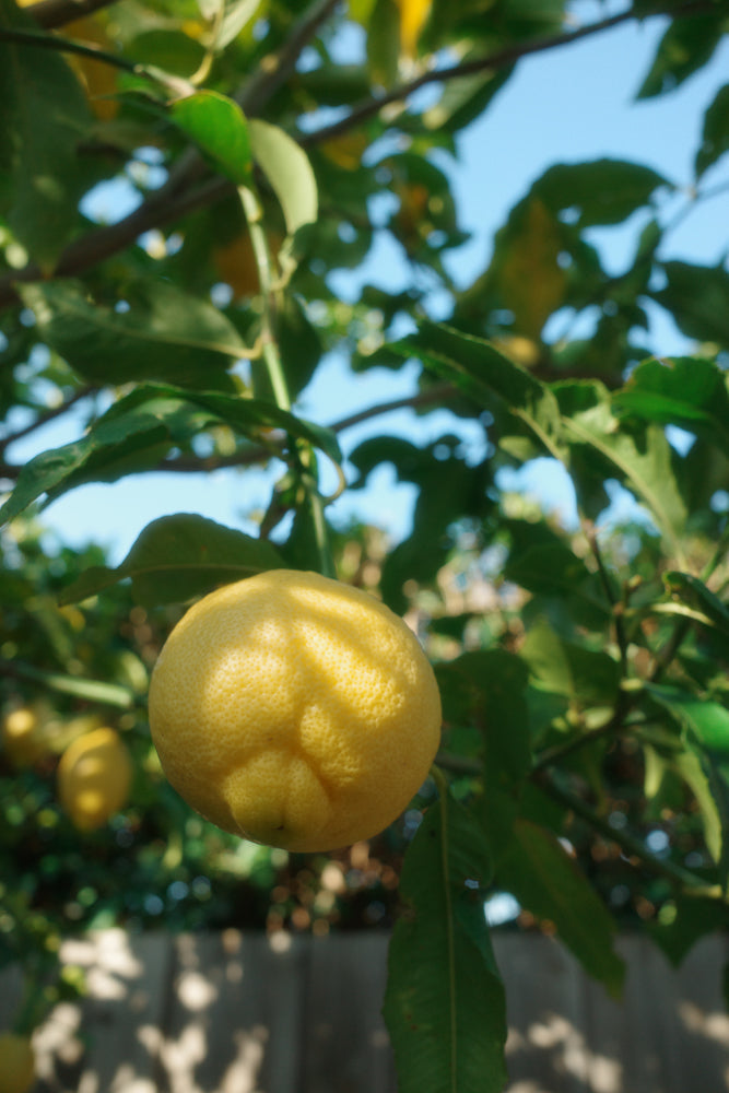 A close-up shot of a ripe lemon hanging from a tree branch, with green leaves and a blurred background of blue sky and a fence.