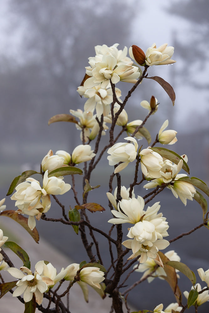 A cluster of creamy white magnolia flowers and buds on a dark, bare branch. Water droplets cling to the petals and leaves, suggesting a recent rain or dew. The background is a soft, out-of-focus gray, creating a moody and atmospheric effect.