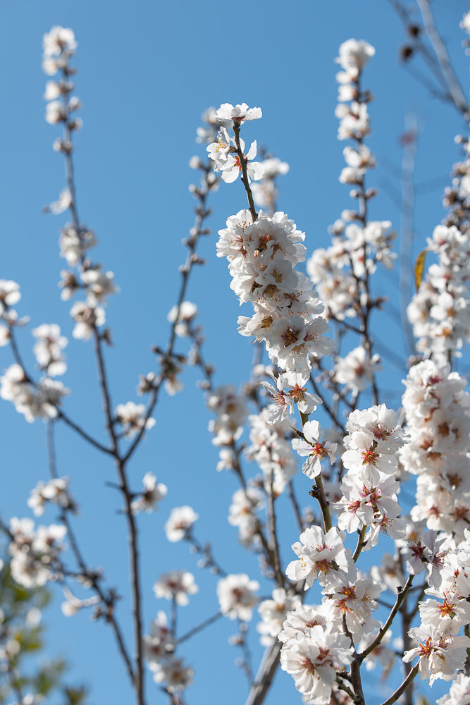 A close-up shot of white almond blossoms against a clear blue sky. The delicate petals and yellow stamens are visible on the blooming branches.