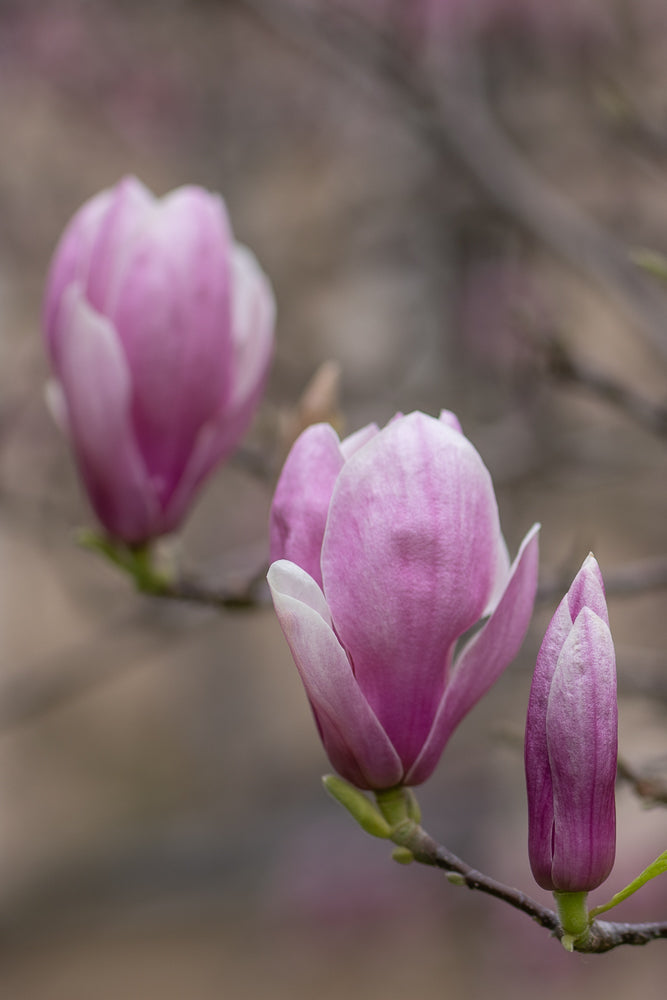 Three pink magnolia blossoms on a branch. One is a tightly closed bud, another is partially open, and the third is fully bloomed. The background is softly blurred.