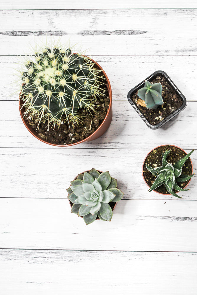 Four potted plants, including a barrel cactus, a star cactus, a succulent, and a zebra plant, are arranged on a white wooden surface.