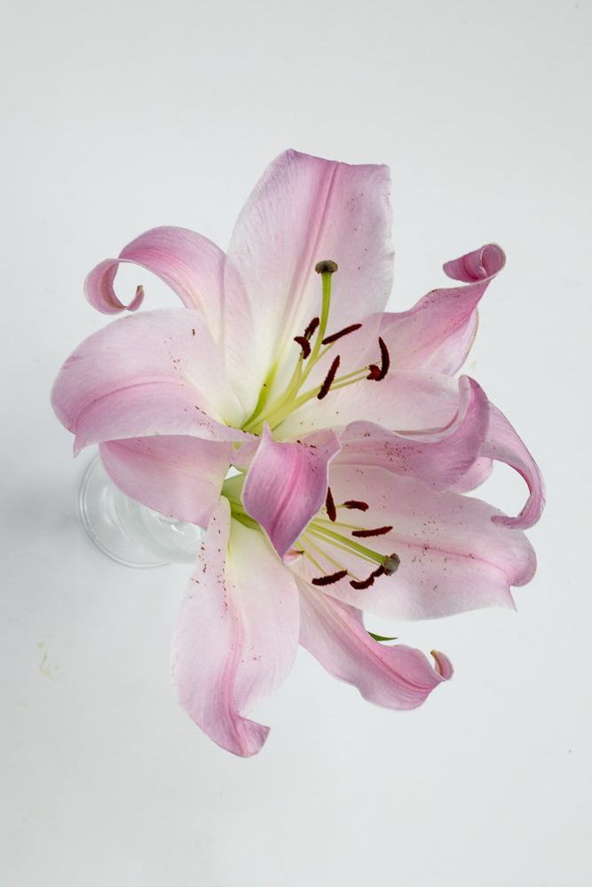 A close-up, top-down view of two delicate pink lilies with curled petals and dark stamens against a plain white background.