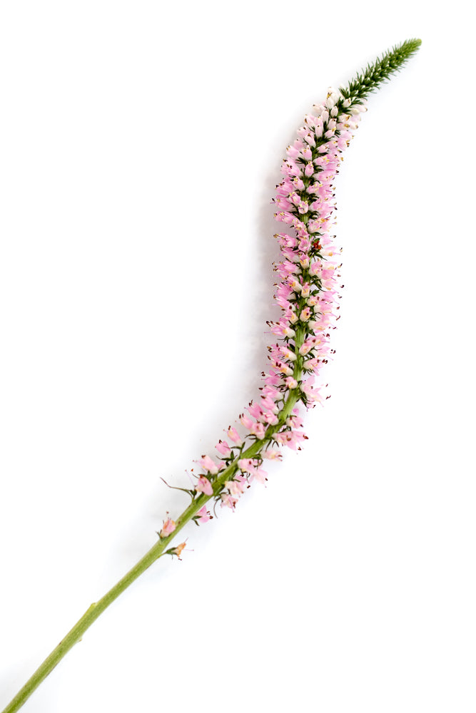 A single stem of pink heather with green foliage against a white background. The heather is in bloom, with many small, bell-shaped flowers clustered along the stem.