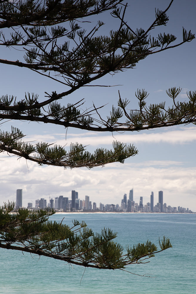 A cityscape of tall buildings is visible across a blue ocean, framed by the dark, silhouetted branches and needles of a pine tree in the foreground.