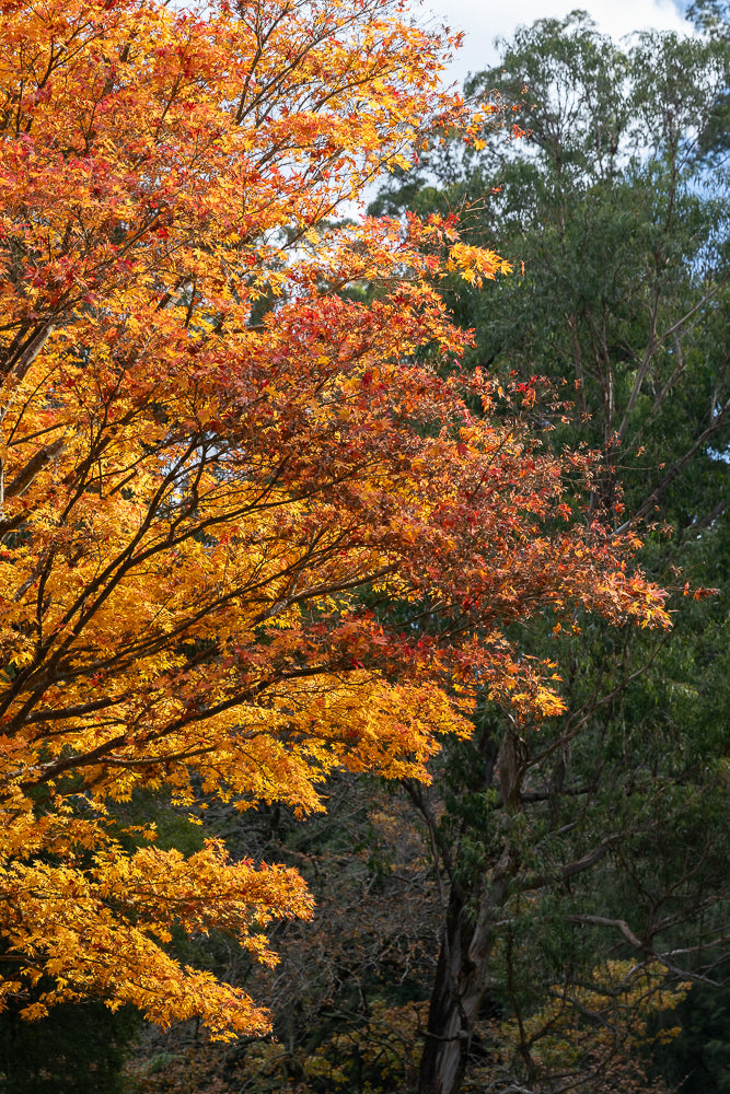 A Japanese Maple tree in full autumn splendor, with vibrant orange and yellow leaves contrasting against a backdrop of darker green trees and a bright sky.