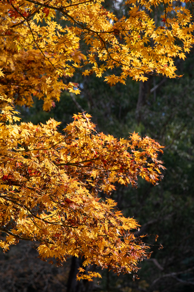 A close-up shot of bright yellow and orange maple leaves on branches, backlit by the sun. The leaves are detailed and show the veins, with some hints of red. The background is a dark, blurred forest.