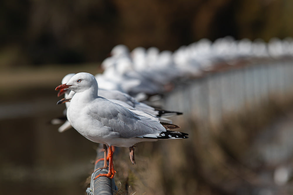 Seagulls lined up on a railing