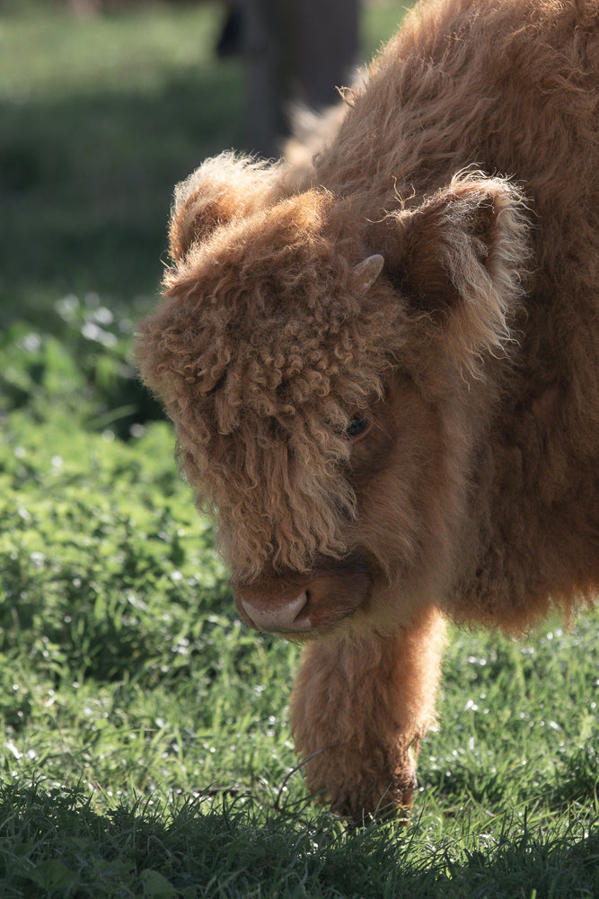 A close-up, side profile of a fluffy, light brown Highland calf walking through green grass. The calf's shaggy hair covers its face, with only its dark eye and nose visible. The background is softly blurred green foliage.