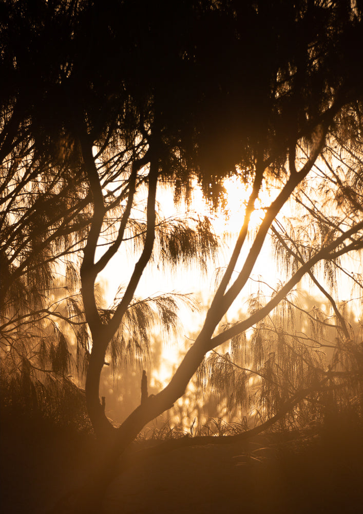 Silhouette of the trees with a golden orange sunset behind