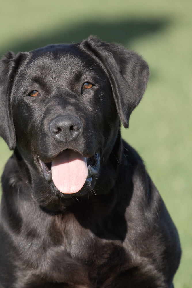 A close-up portrait of a black Labrador Retriever with its mouth open and tongue hanging out, looking directly at the camera. The background is a soft green blur.
