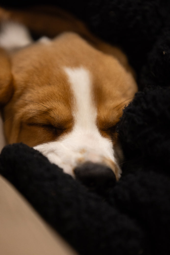 A close-up shot of a beagle puppy sleeping peacefully, nestled in a soft, black blanket. The puppy's eyes are closed, and its brown and white fur is visible.