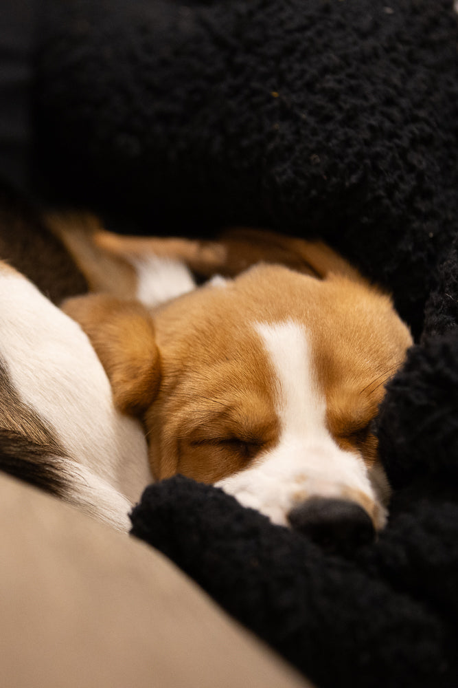 A close-up shot of a beagle puppy sleeping peacefully, nestled in a soft black blanket. The puppy's eyes are closed, and its head is resting comfortably.