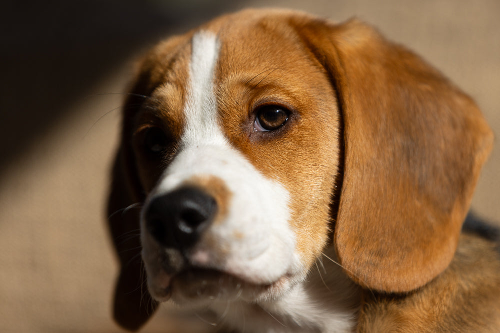 Close-up of a young beagle puppy's face. The puppy has brown and white fur with a white blaze down its forehead. Its large brown eyes are looking slightly to the left.