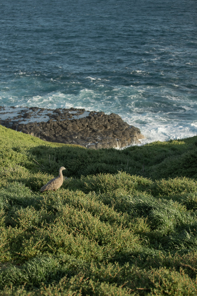 A lone Cape Barren Goose stands in lush green grass on a cliff overlooking the ocean. The water is a deep blue with white waves crashing against dark rocks.