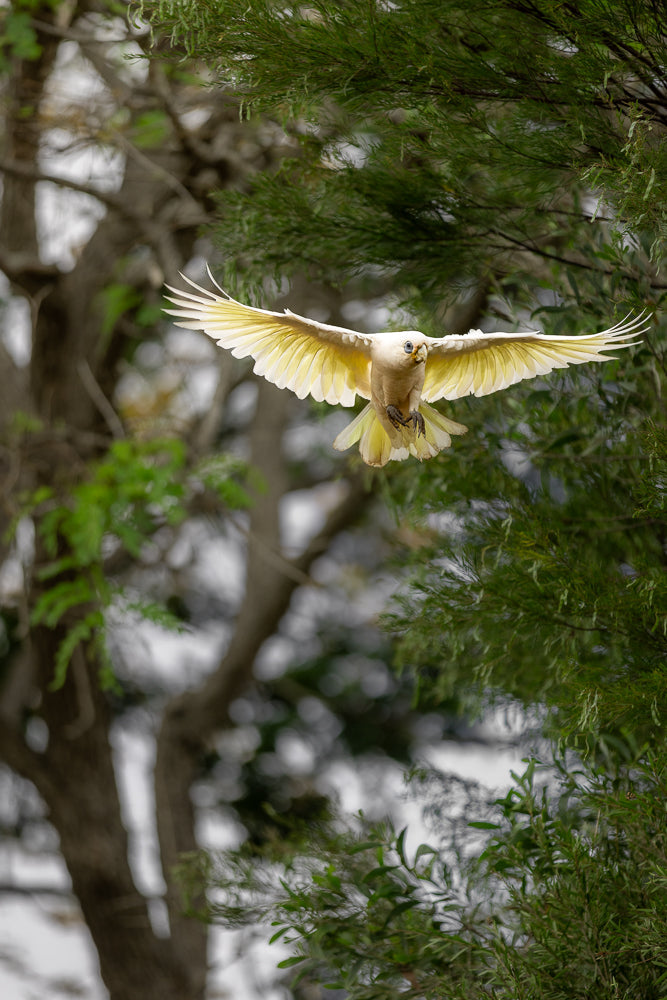 A corella cockatoo with bright yellow wings is captured mid-flight, its wings spread wide against a backdrop of green foliage and blurred trees.