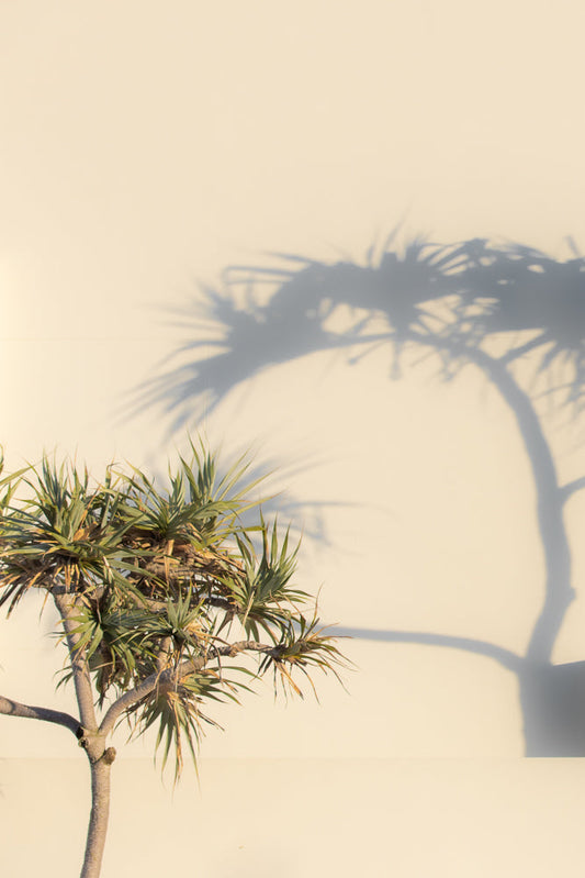A spiky green plant casts a long, dramatic shadow on a pale yellow wall. The shadow mimics the shape of a palm tree, creating an abstract and artistic composition.