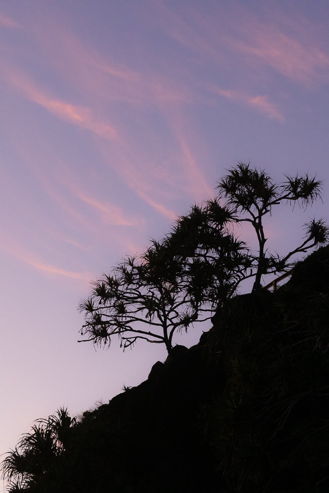 Silhouette of a pandanus tree against a soft purple and pink sky at dusk. Wispy clouds streak across the sky, illuminated by the setting sun.