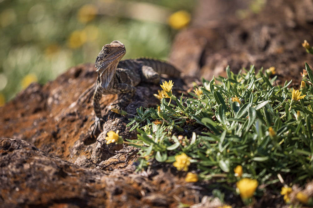 A lizard with rough, scaly skin sits on a textured rock, looking towards the camera. Small yellow flowers and green foliage surround the lizard and the rock.