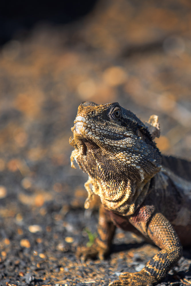 A close-up, low-angle shot of a bearded dragon lizard on a rocky surface. The lizard's head is turned to the left, with its eye clearly visible. The scales on its head and body are detailed, and the background is blurred with warm, golden light.