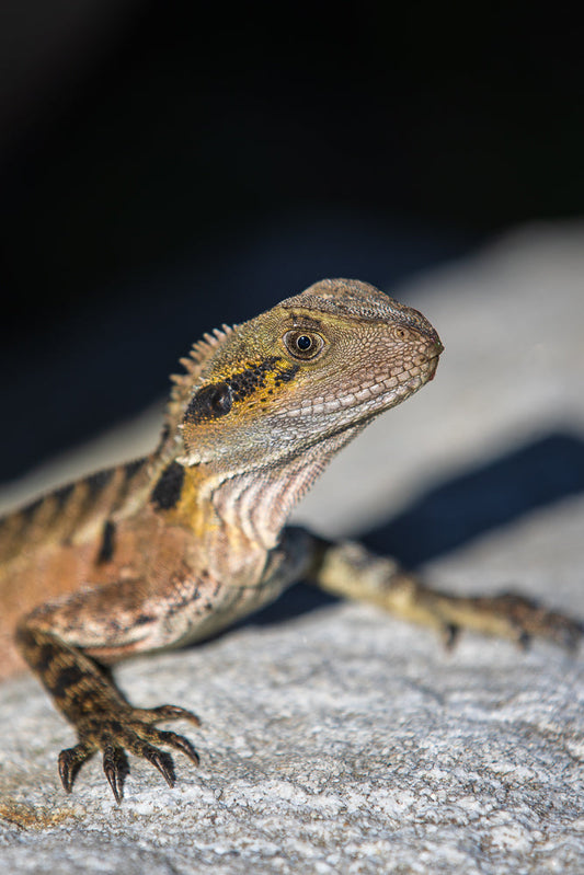 A close-up of an Eastern Water Dragon lizard resting on a textured grey rock. The lizard has brown and yellow markings on its head and body, with sharp claws visible on its front foot.