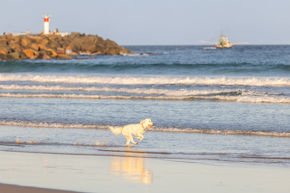 A fluffy, light-colored dog runs through shallow water at the beach. Waves are breaking in the background, and a lighthouse sits on a rocky outcrop to the left.