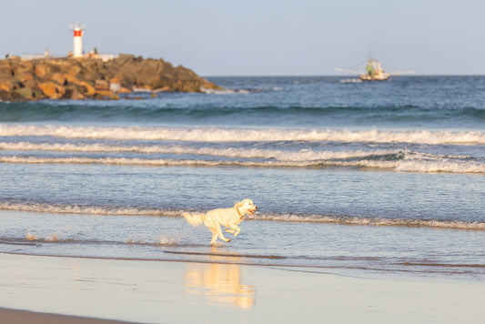 A fluffy, light-colored dog runs through shallow water at the beach. Waves are breaking in the background, and a lighthouse sits on a rocky outcrop to the left.