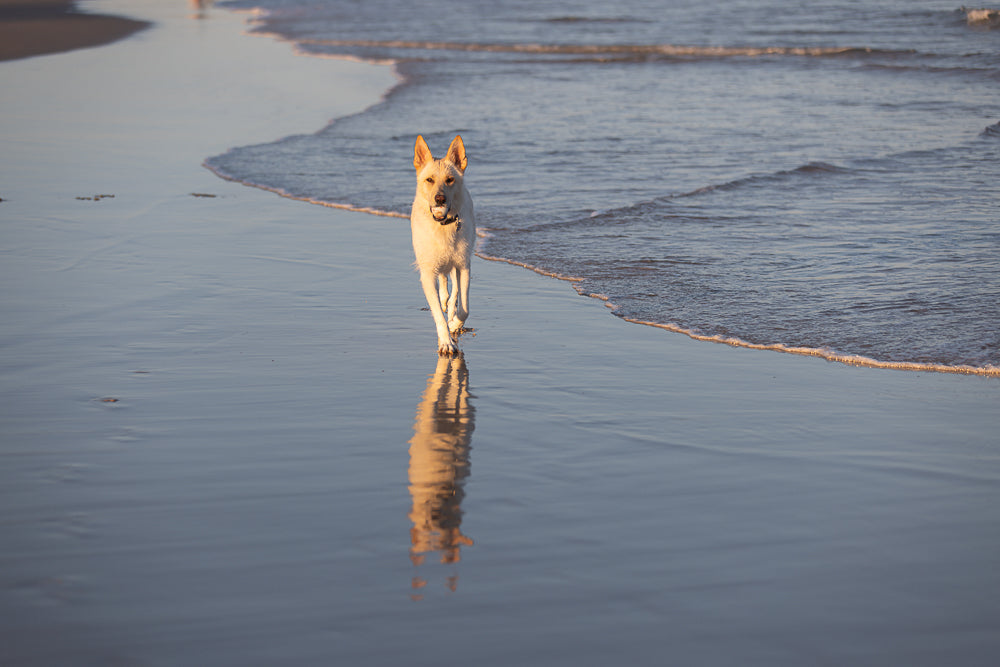 A white German Shepherd dog walks along the wet sand at the edge of the ocean during sunset. The dog is facing the camera and its reflection is visible in the shallow water.