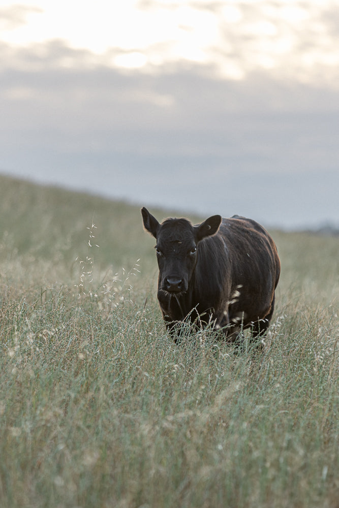 A black calf stands in a grassy field, looking directly at the camera. The sky above is overcast with soft clouds.