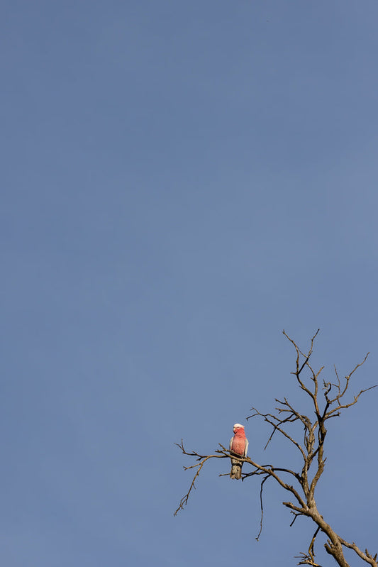 A pink and grey Galah parrot perched on a bare branch of a dead tree against a clear blue sky.