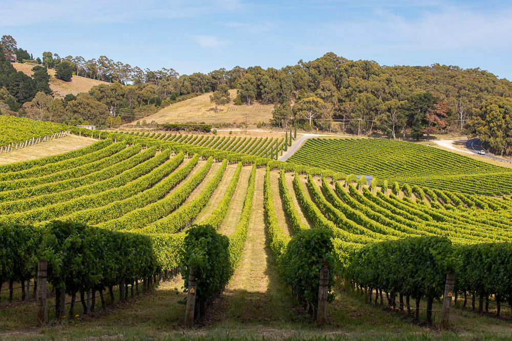 A sweeping view of a vineyard with rows of lush green grapevines stretching across rolling hills under a clear blue sky. A road winds through the vineyard in the background.