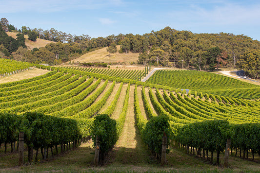 A sweeping view of a vineyard with rows of lush green grapevines stretching across rolling hills under a clear blue sky. A road winds through the vineyard in the background.
