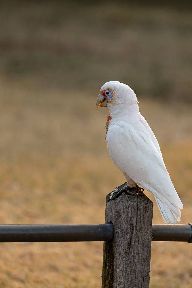 A white Corella cockatoo with a blue eye patch and pink markings on its neck sits on a wooden post, looking to the left. A dark metal bar runs horizontally in front of the post.