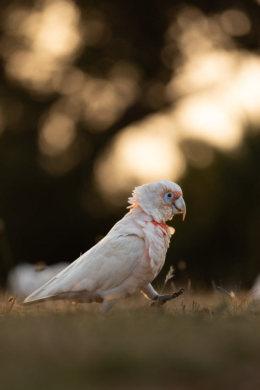 A white cockatoo with a pinkish crest and red markings on its neck stands on grassy ground at sunset. The bird is looking to the right, with its beak slightly open and one foot raised.