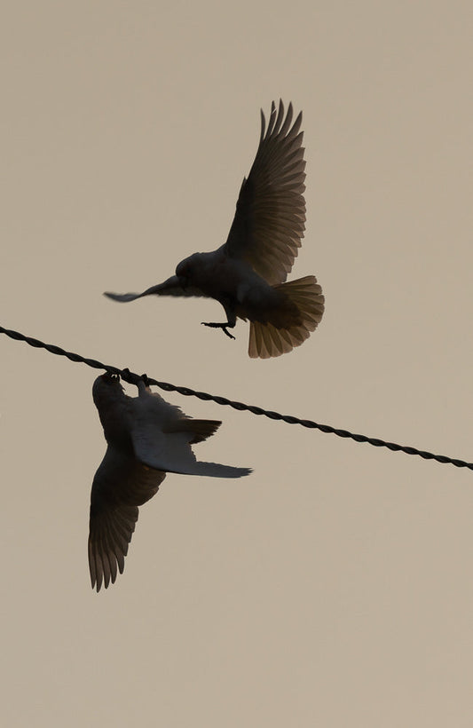 Two white cockatoos are silhouetted against a pale sky. One bird is hanging upside down from a wire, gripping it with its feet. The other bird is in flight, with its wings spread wide, approaching the wire.
