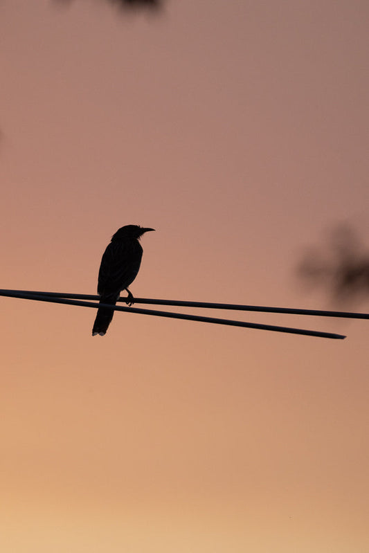 A silhouette of a bird perched on a wire against a soft orange and pink sunset sky. The bird is facing left, with its head slightly lowered.