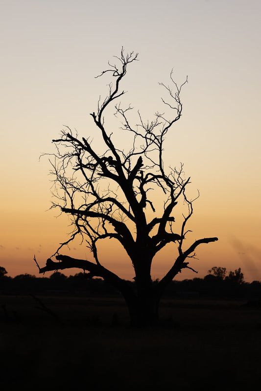A silhouette of a large, dead tree with many bare branches against a pale orange and yellow gradient sky at sunset. The tree is in the center of the frame, with a dark landscape visible at the bottom.