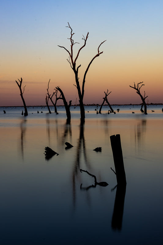Silhouetted dead trees standing in still lake water show reflections during a tranquil sunset. Emphasizes peace and natural beauty