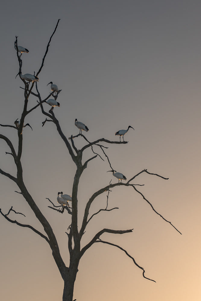 A flock of Sacred Ibis birds perch on the bare branches of a dead tree against a hazy, pale orange sky at dawn or dusk. The birds are mostly white with black-tipped wings and long, curved beaks.