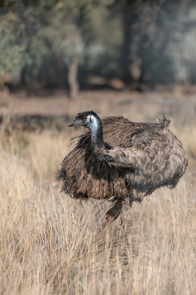 An emu stands in dry grass, facing left. The bird has dark brown and grey feathers, a long neck with blue and white markings, and an orange eye. The background is blurred with trees and dry vegetation.