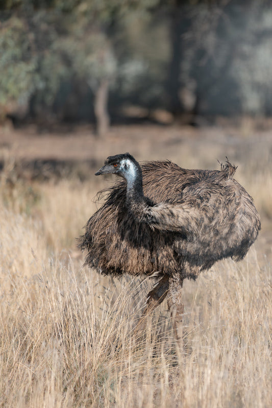 An emu stands in dry grass, facing left. The bird has dark brown and grey feathers, a long neck with blue and white markings, and an orange eye. The background is blurred with trees and dry vegetation.