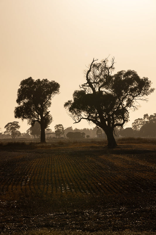 Silhouetted trees stand in a field with rows of crops under a hazy, golden sky. The foreground shows dark, tilled earth with glistening dew or moisture.
