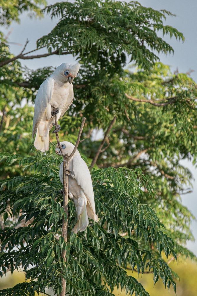 Two white cockatoos perch on a thin branch of a tree with lush green leaves. The cockatoo on top is looking down, while the one below is looking forward.