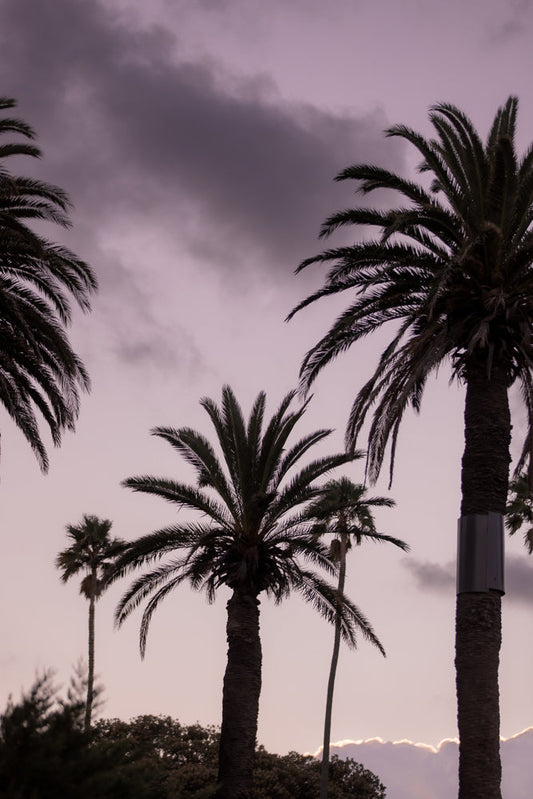 Several palm trees are silhouetted against a pale purple sky with dark clouds. The fronds of the trees are dark and detailed, with some reaching towards the top of the frame. The overall mood is serene and slightly dramatic.