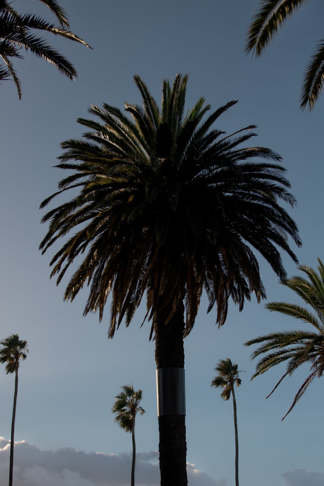 A cluster of palm trees against a clear blue sky. The central palm tree is silhouetted, with its fronds spread wide. Other palm trees are visible in the background, some appearing smaller and further away.