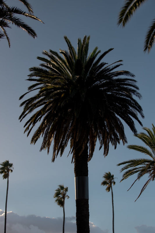 A cluster of palm trees against a clear blue sky. The central palm tree is silhouetted, with its fronds spread wide. Other palm trees are visible in the background, some appearing smaller and further away.