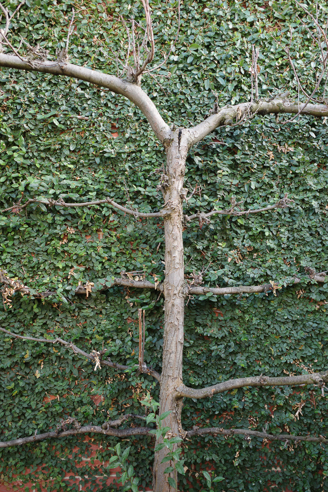 A bare tree trunk with horizontal branches is centered against a wall covered in dense green ivy.