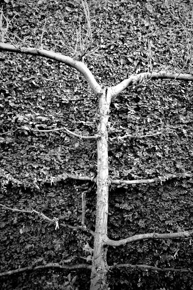 A black and white image of a tree trunk with branches extending horizontally across a dense wall of small, dark leaves. The tree appears to be growing up the wall.